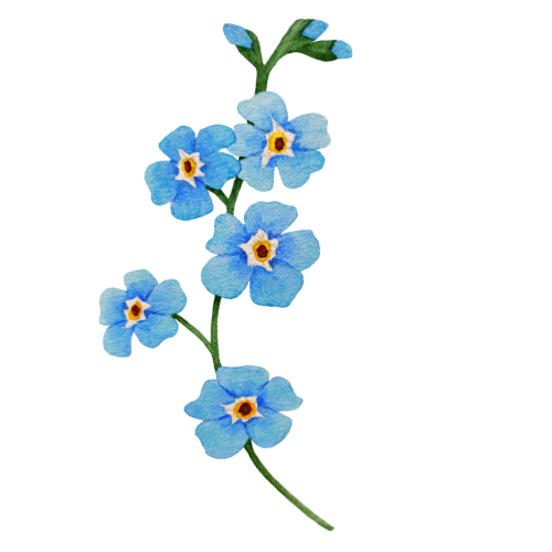 Forget-me-not Flower