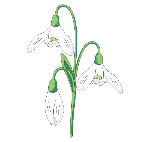 Snowdrop